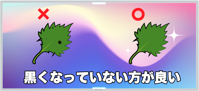 βカロテン量が多いのは人参?紫蘇?