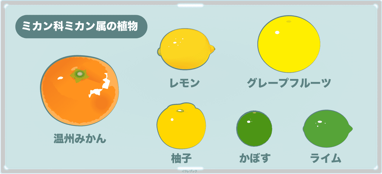 ミカン科ミカン属の植物、温州みかん、レモン、グレープフルーツ、柚子、かぼす、ライム