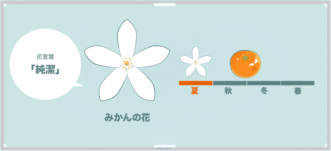 温州みかんの花と花言葉