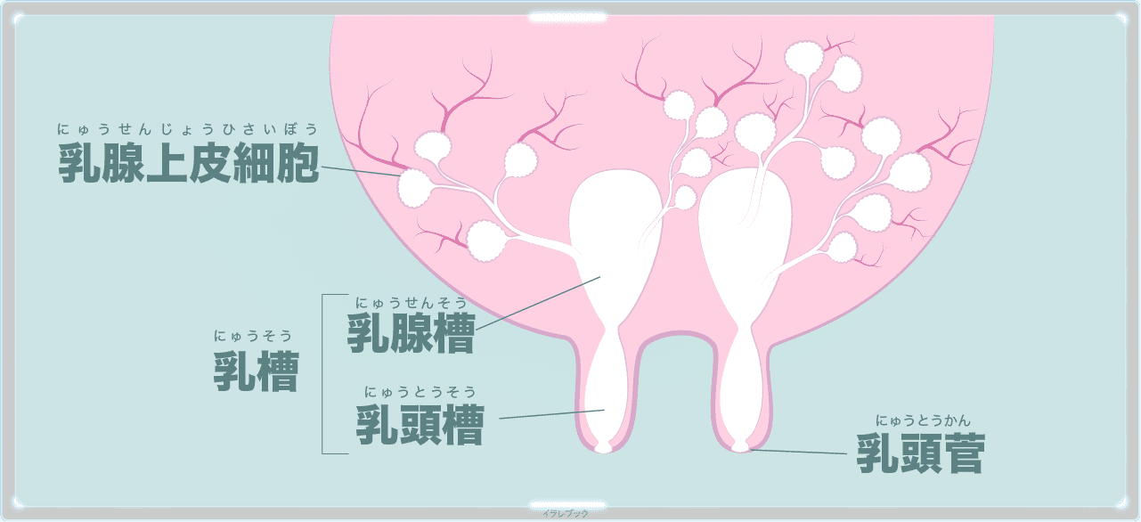 牛乳は、全て、元は牛の血液