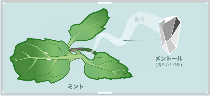 香りを持つ葉野菜で、ハーブの一種。この香りの主成分はメントール