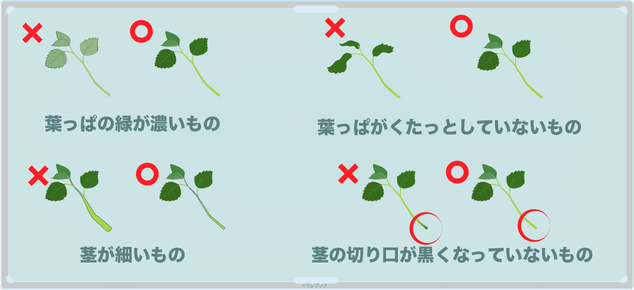 モロヘイヤは葉っぱの色が濃くて、くたっとしていないもので茎が細くて、切り口が黒くないものが美味しい