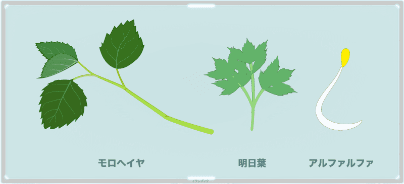 モロヘイヤは野菜の王様、明日葉やアルファルファと並ぶ野菜の1つ