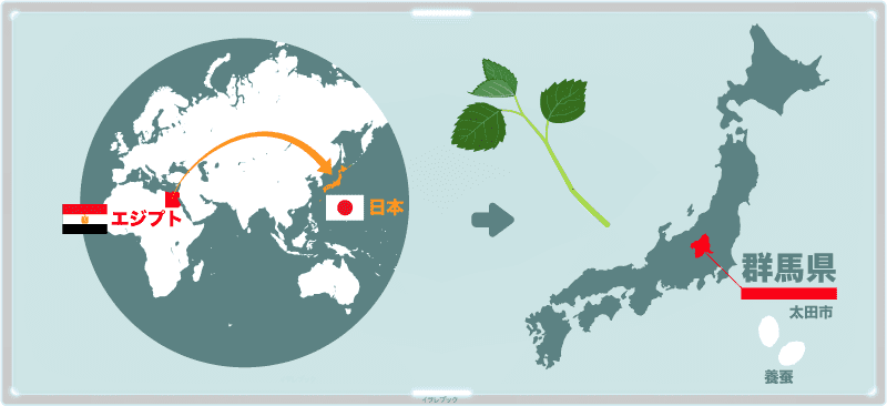 モロヘイヤの種1tを輸入