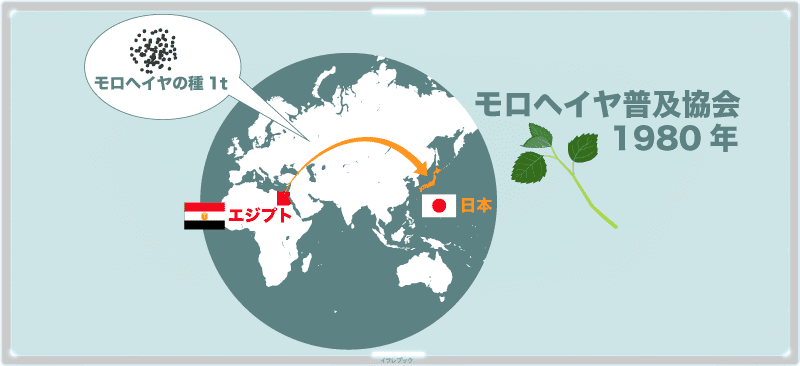 モロヘイヤの種1tを輸入