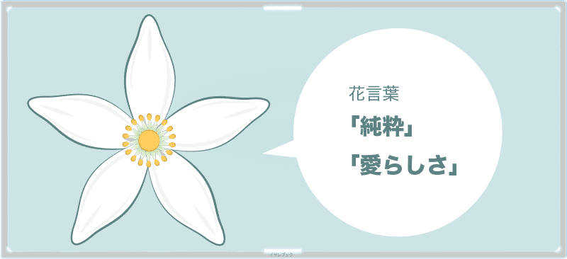 バレンシアオレンジの花