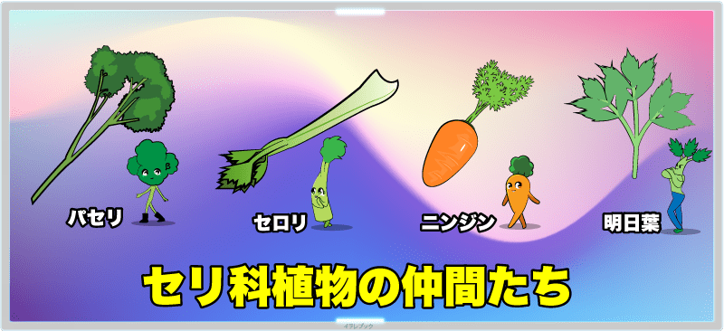 セリ科植物の仲間たち