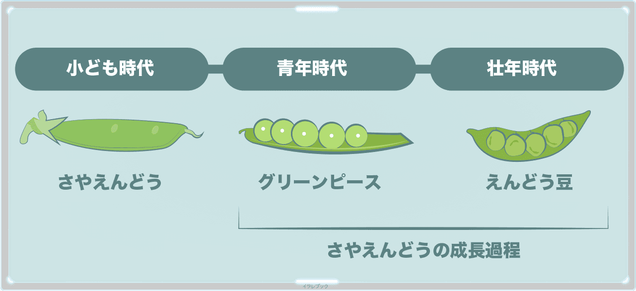 グリーンピース、えんどう豆は、さやえんどうの成長過程