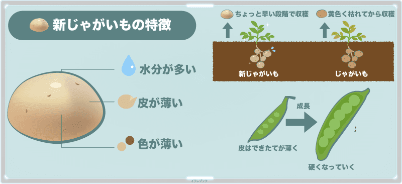 新じゃがいも特徴