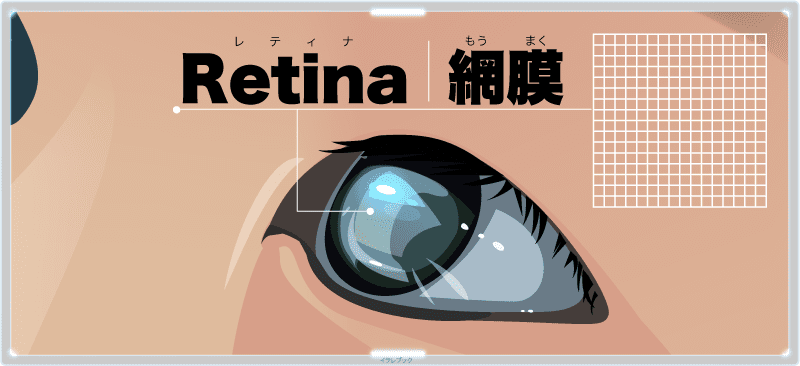 Retinaは「網膜」という意味がある