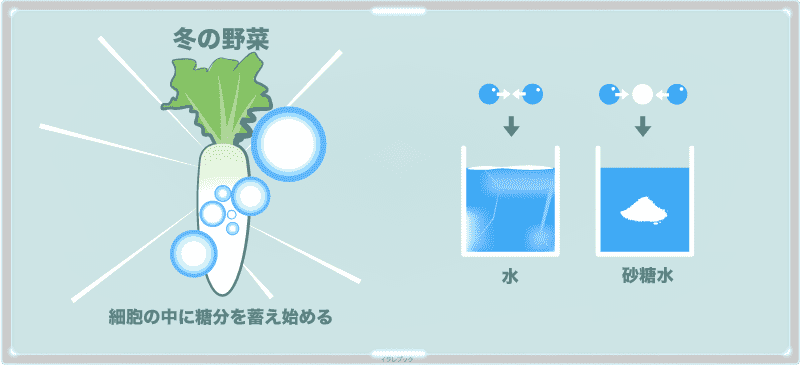 冬の野菜は、細胞の中に糖分を蓄え始める