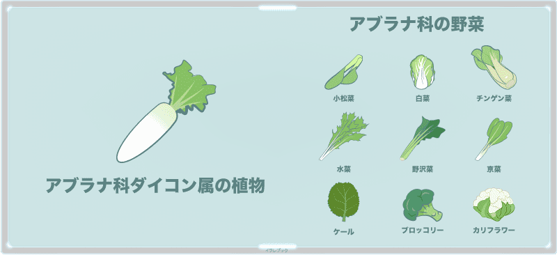 大根はアブラナ科ダイコン属の植物。アブラナ科の野菜