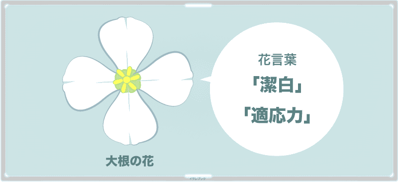 大根の花と花言葉