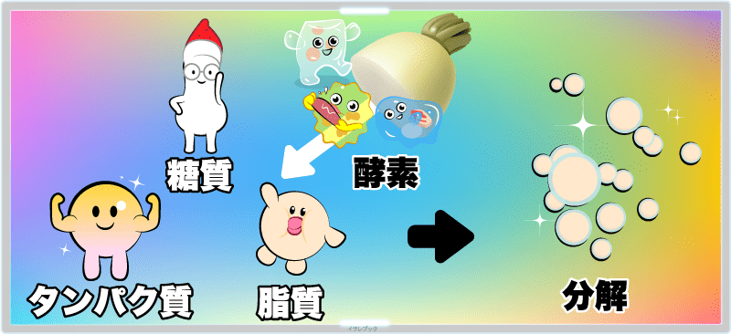 デンプン(糖質)、タンパク質、脂質を分解する酵素が3つとも豊富