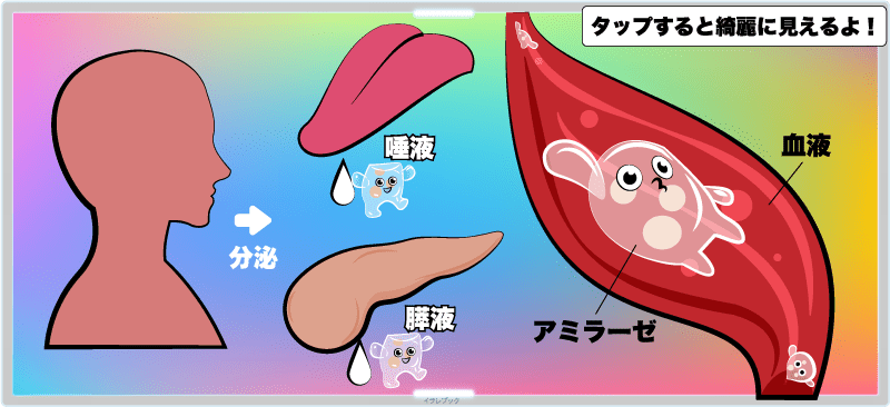 アミラーゼは、人間の体内でも作られていて、唾液や膵液(膵臓の中の液体)として分泌され、血液の中に入って体中を巡っている