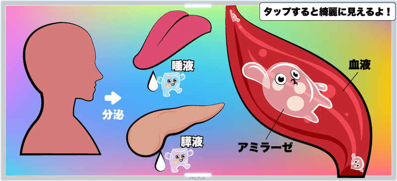 アミラーゼは、人間の体内でも作られていて、唾液や膵液（膵臓の中の液体）として分泌され、血液の中に入って体中を巡っている