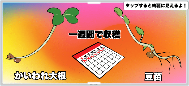 自宅で育てて1週間で収穫…というと、豆苗という野菜と同じ