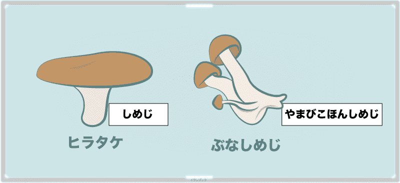 ヒラタケとやまびこほんしめじ