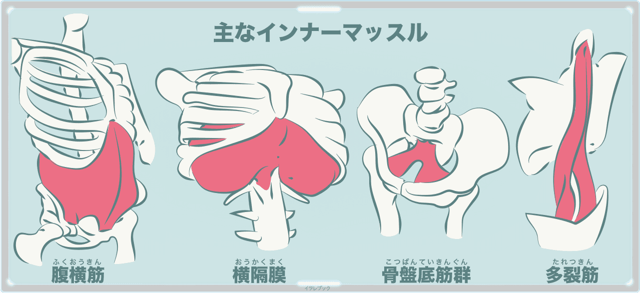腹横筋、横隔膜、骨盤底筋群、多裂筋が主なインナーマッスル