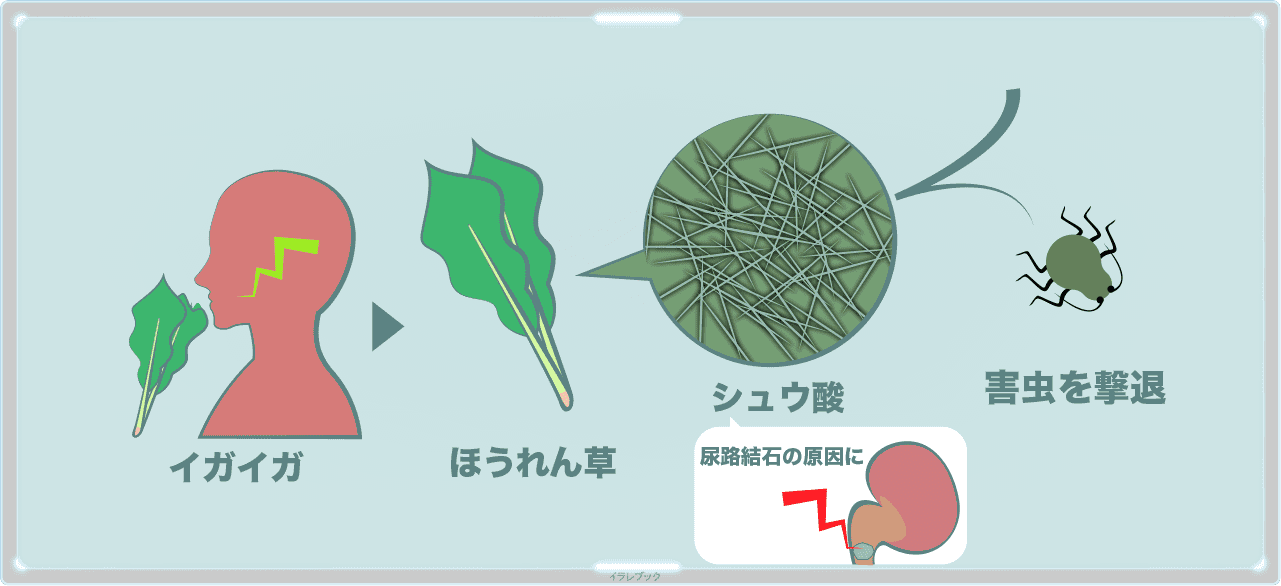 ほうれん草のシュウ酸