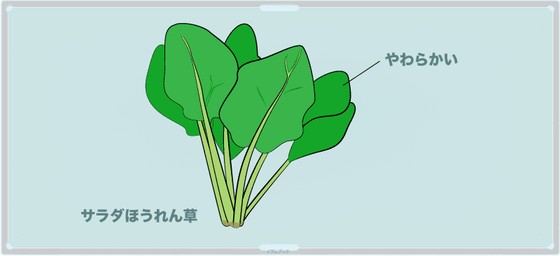 サラダほうれん草