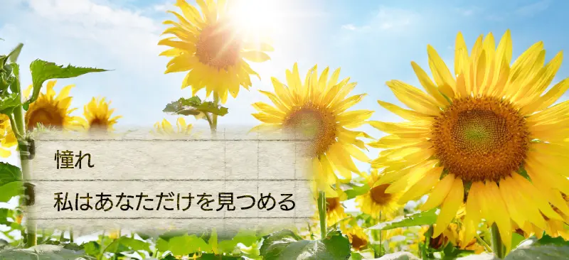 ひまわりの花の花言葉