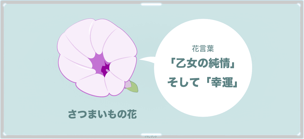 さつまいもの花