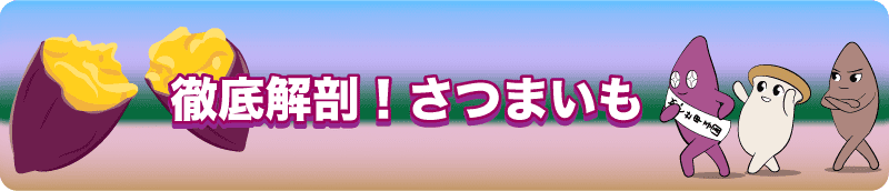 【徹底解剖！さつまいも】ダイエットにさつまいもはアリか！？効果とカロリー大研究！