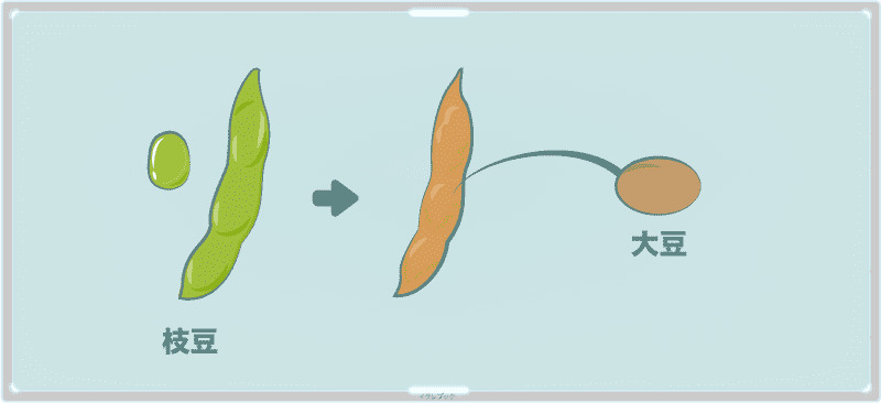 豆を収穫せずに育て続けると、やがて水分を失って茶色く硬くなり、大豆になる