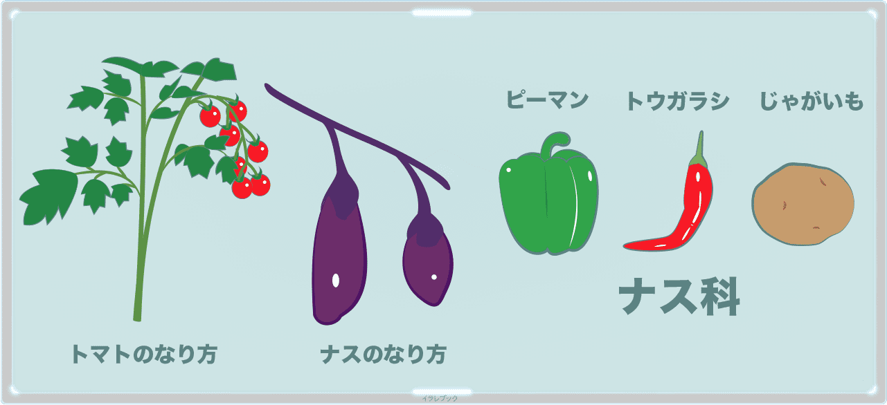 トマトとナスのなり方は似ている。ピーマン、トウガラシ、じゃがいももナス科