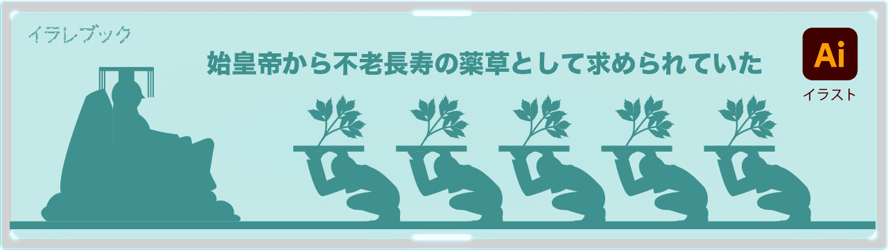 始皇帝から不老長寿の薬草として求められていた