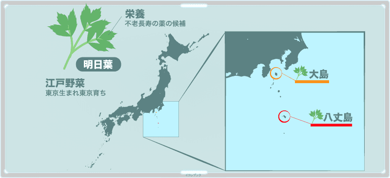 明日葉は不老長寿の薬の候補に上がるほどの栄養。江戸野菜