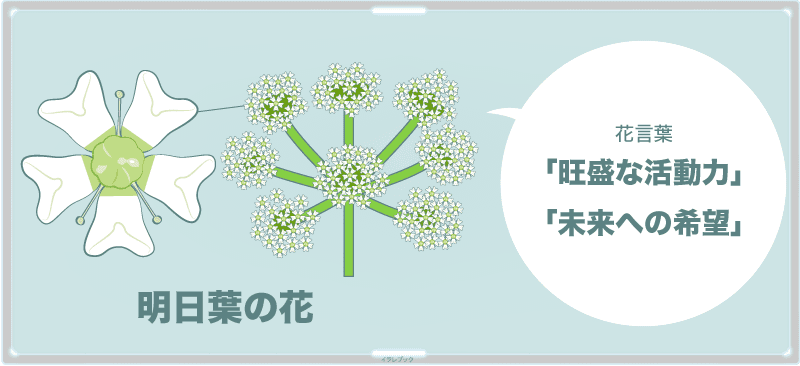 明日葉の花と花言葉