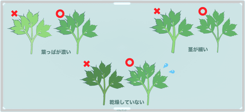 葉っぱが濃い緑色のものを選ぶ