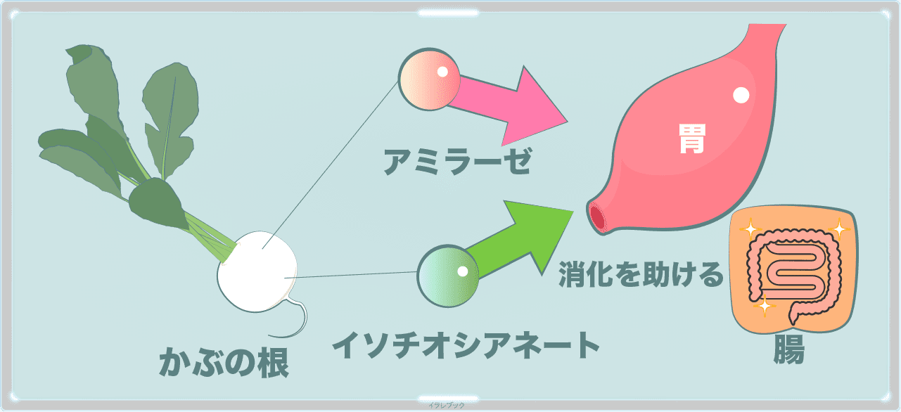 かぶのアミラーゼとイソチオシアネートが胃腸をサポートする