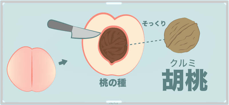 桃の種にそっくりなことから胡桃