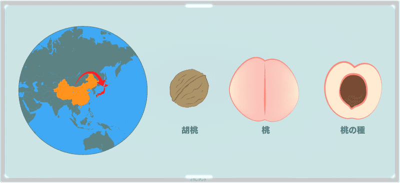 名前の由来は中国の胡という国から伝わった桃に似た形の実だから胡桃