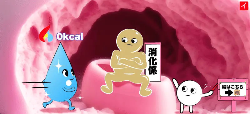 純粋な水は、エネルギー(カロリー)ゼロで、なんの栄養素も毒素もないので、消化の必要がなく、ほぼそのまま腸へ送られる