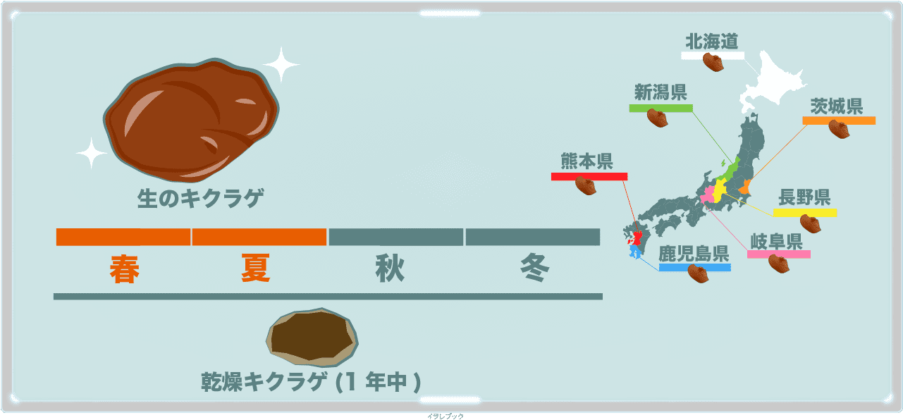 生のきくらげは春から夏、乾燥きくらげは年中食べられる