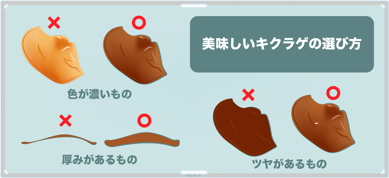 美味しいきくらげは、色が濃く、厚みがあってツヤがあるものを選ぶ