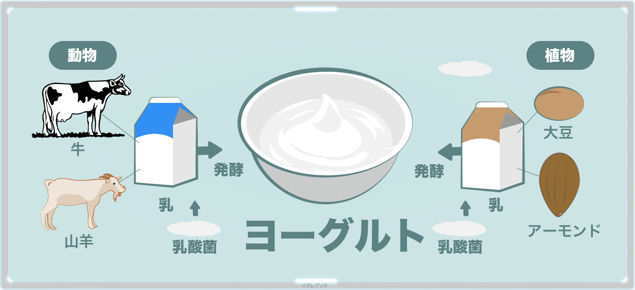 ヨーグルトは、動物や植物の乳に乳酸菌を入れて発酵させたもの