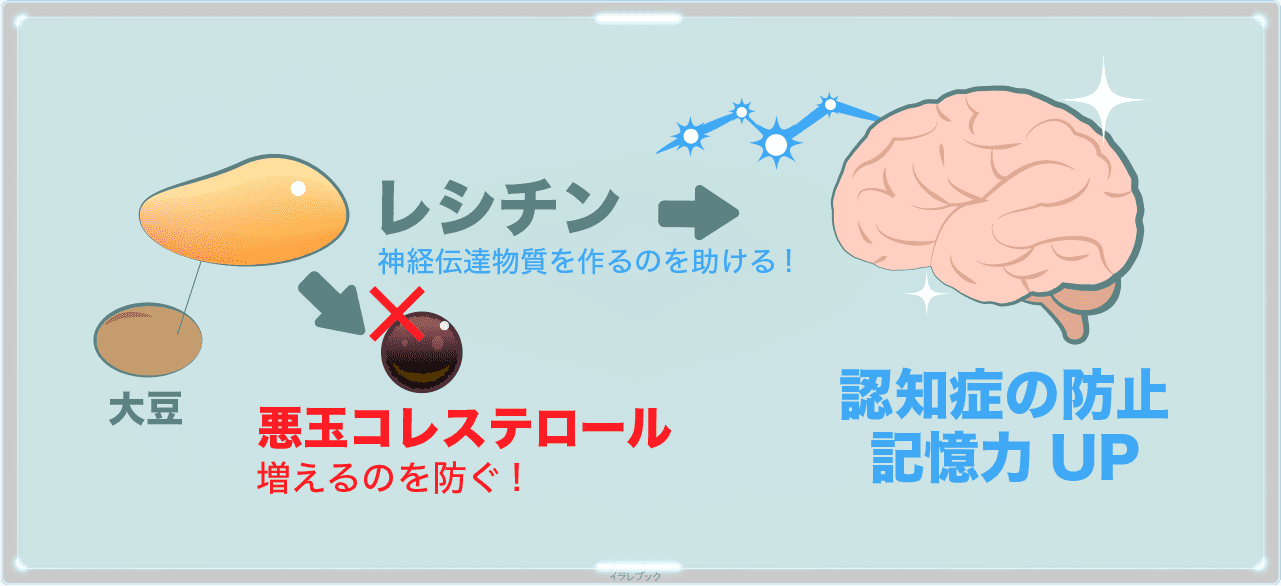 レシチンは、悪玉コレステロールが増えるのを防いだり、認知症の防止や記憶力UPに役立つ